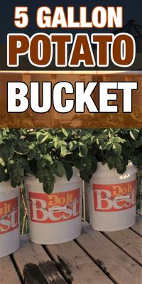 Are you short on space? Planting and growing potatoes does not take much space when using a 5 gallon bucket... #planting #gardening #potatoes