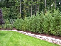 privacy fences with trees for backyards at DuckDuckGo
