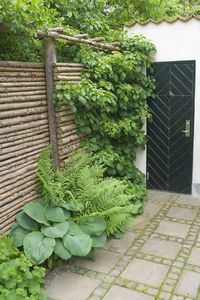 natuurlijke schutting maken