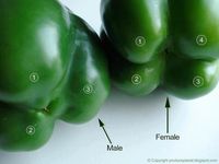 Flip the bell peppers over to check their gender. The ones with four bumps are female and those with three bumps are male. The female peppers are full of seeds, but sweeter and better for eating raw and the males are better for cooking. Never knew!