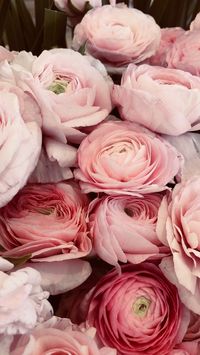 Flower wallpaper
