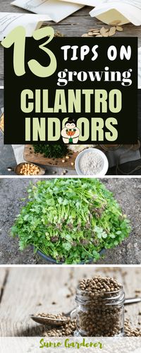 Tips on Growing and Harvesting Cilantro Indoors #growingcilantro #indoorgardening #gardening #sumogardener