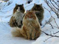 These cats are impersonating the actors from the Twilight movies!