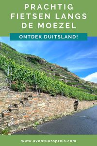 Tussen Trier en Koblenz is het prachtig fietsen over de Mosel-Radweg. Over smalle fietspaden fiets ik langs de oevers van de Moezel en midden tussen de wijngaarden op de flanken van de heuvels. Om mij heen niets dan wijngaarden, kasteelruïnes en charmante wijndorpen met vakwerkhuizen en gezellige dorpspleintjes. De Mosel-Radweg of Moezelfietsroute volgt grotendeels de loop van de Moezel en is hierdoor een vrij vlakke route. Deze fietsroute in Duitsland is een aanrader!