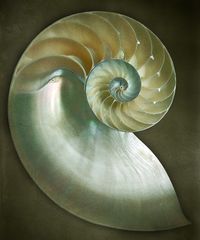 Nautilus