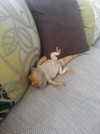 Carl just being an utter dickhead.... he will lie on his back if i tickle his tummy