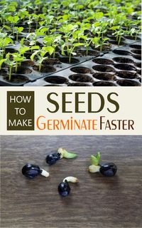 Tips for speeding up indoor seed germination. Light is key in how to make faster growing seeds but is it most important? #Seedgermination #gardening #seeds #growing #vegetables #Spring #gardens