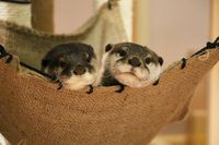 A picture of an otter.