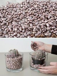spray paint beans for cheap and colorful vase filler! #diyhomedecorflowers