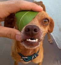 My friend's dog looks like Buck from Ice Age