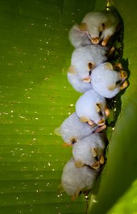Honduran White Bats