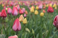 Blumenfeld auf dem Römerhof im Frühling.