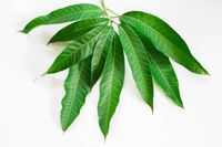 Fresh Organic Mango Leaves Mangifera Natural Leaf Fresh and | Etsy