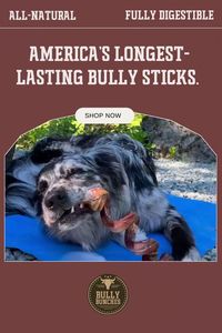 Our Beef Bully Sticks are the perfect all-natural, fully digestible, and long-lasting chew to keep any dog happily occupied. We have something for all shapes and sizes!⠀ ⠀ ★ Delivered fast right to your door⠀ ★ Free U.S shipping on orders over $65⠀ ★ All-natural & hand sorted⠀ ★ 100% digestible & chemical-free⠀ ⠀ Get long-lasting bully sticks your dog will love !