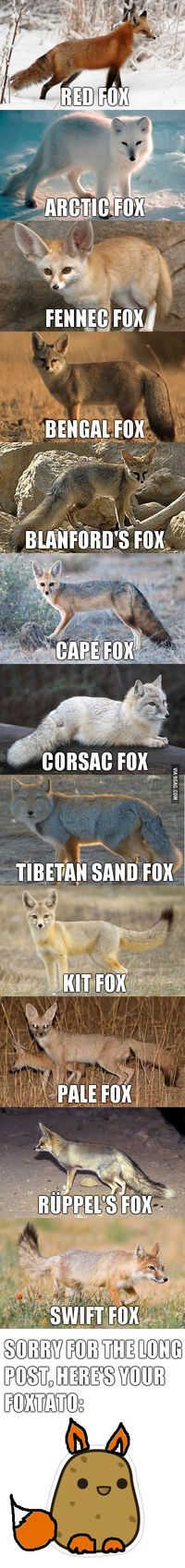 After all those posts about cates and doges it's time for one about foxes - and all I know about is the red fox