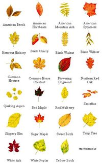 Identifying trees by leaves