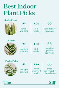 Need a pick-me-up? Shop happy, healthy plants at The Sill and we'll take care of the rest. Mood-boost guaranteed.🌿