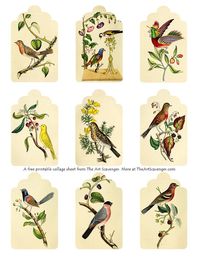 Free Printable Bird Collage Sheets — The Art Scavenger