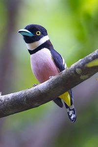 Black And Yellow Broad-Bill #birds #broadbill #blackandyellowbroadbill