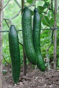 Tips for growing the best cucumbers #organicgardenforvegetables