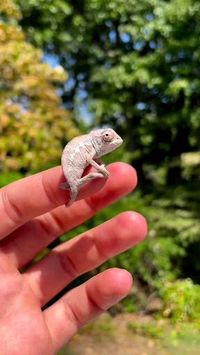 Credit/Source 📸 : instagram.com/wonderlandchams #chameleon #kadal #bunglon #reptil #iguana #pet #exotic #animal #binatang