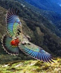 New Zealand #Kea in Flight #birds
