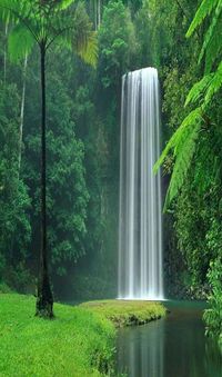 Millaa Millaa Falls, Queensland, Australia