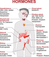 Endocrine gland and hormones. Human endocrine system. anatomy. Human silhouette with highlighted red color internal organs.