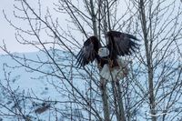 An Alaskan bald eagle taking flight from a tree somewhere along the Seward Highway.