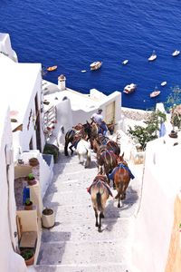 The donkeys taking tourists down the hill, Santorini, Greece