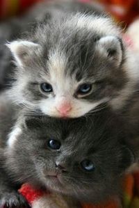 What a Striking Cat - Click to see loads of great pictures of cats and kittens that will brighten your day.