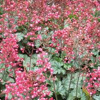 Coral Bells 'Paris' coral bells produces a frothy sea of pink blooms floating above silvery green foliage, so even when this perennial flower is not in bloom, it looks great. April to July.
