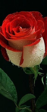 Angelique's flower. Fire and Ice rose.
