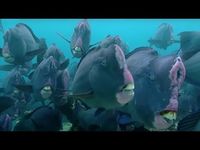 What Does a Humphead Parrotfish Eat? | Blue Planet | BBC Earth - YouTube