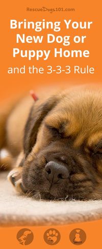 3 things to you need to do BEFORE picking up your new puppy. The 3 day, 3 weeks, 3 months rule explained.