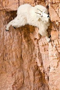 Estas 22 fotografías muestran que las cabras salvajes son criaturas que no conocen el miedo