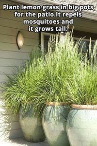 Many homes that are now being built are around subdivisions and near highways. Usually, these homes are just located in a small lot and the front yard is almost gone because of the roads. But did you…MoreMore #LandscapingandOutdoorSpaces