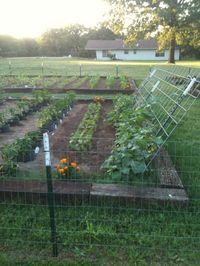 Image result for vegetable garden cucumbers