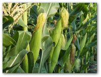 Easy tips on how to grow sweet corn in your backyard vegetable garden. Design Your Own Vegetable Garden Layout Using our Free "Vegetable Garden Planner" Software! If you have the space, it's easy to plant and care for growing sweet corn at home. All you need to plant corn are some simple garden tools and supplies.