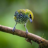 Speckled Tanager #speckledtanager #bird #birds 🐦 #beautifulbirds #tanager #tanagers