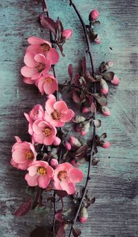 Cherry Blossoms