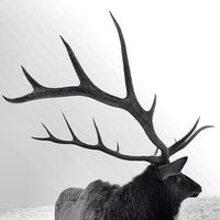 Think North