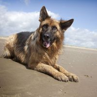 Also known as the Alsatian, the Alsatian wolf dog, the GSD, and the Deutscher Schäferhund, the German Shepherd is a well-rounded dog. Agile, intelligent, muscular, and driven, this large breed is a great companion and hard worker.