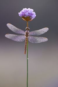 Orthetrum brunneum (Southern Skimmer, Zuidelijke oeverlibe… | Flickr