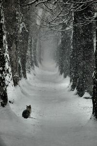 Кошка на дорожке... Winter is coming