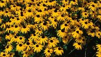Black Leaf Spots on Rudbeckia. Rudbeckia represents the Aster family’s coneflower genus. This genus is most commonly recognized as the parent family of the Rudbeckia hirta species, or the black-eyed Susan. With 22 species of this plant, the black-eyed Susan varieties flourish successfully in all 50 U.S. states and ...