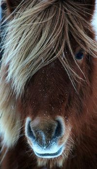 Icelandic Horse In The Wild. Photo Credit: Georg Vilhj�lmsson