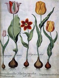 Basilius Besler - Hortus Eystettensis - 1613