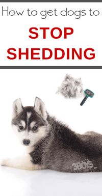 Learn how to put a stop to shedding in dogs. You can use these tips to keep dog hair out of your house! #shedding #doghair #familypet #3boysandadog