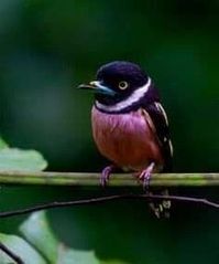 Black And Yellow Broad-Bill #birds #broadbill #blackandyellowbroadbill